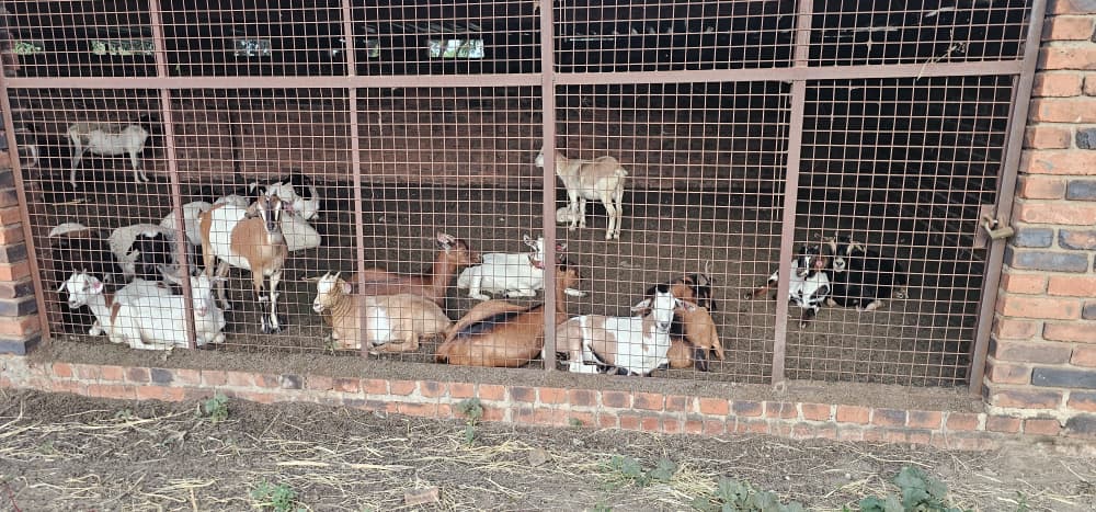 Goat farming