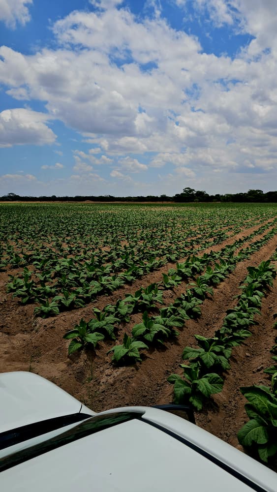 Tobacco Farming
